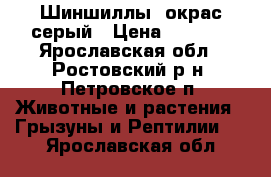 Шиншиллы, окрас серый › Цена ­ 1 000 - Ярославская обл., Ростовский р-н, Петровское п. Животные и растения » Грызуны и Рептилии   . Ярославская обл.